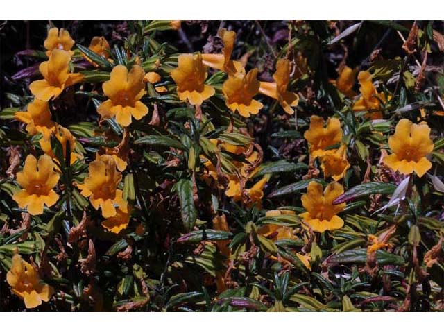 Diplacus aurantiacus ssp. aurantiacus (Orange bush monkeyflower) #70411