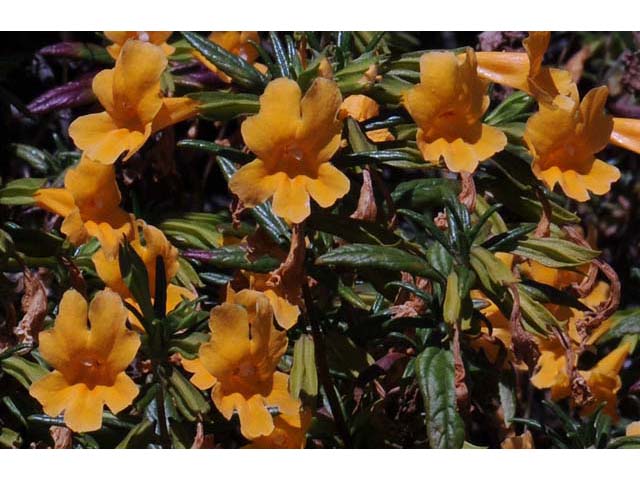 Diplacus aurantiacus ssp. aurantiacus (Orange bush monkeyflower) #70412