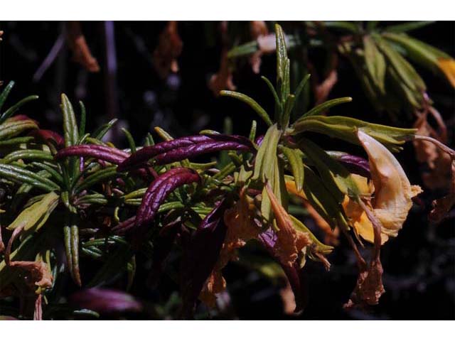 Diplacus aurantiacus ssp. aurantiacus (Orange bush monkeyflower) #70413