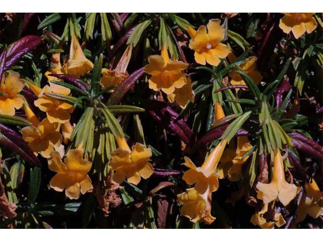Diplacus aurantiacus ssp. aurantiacus (Orange bush monkeyflower) #70417