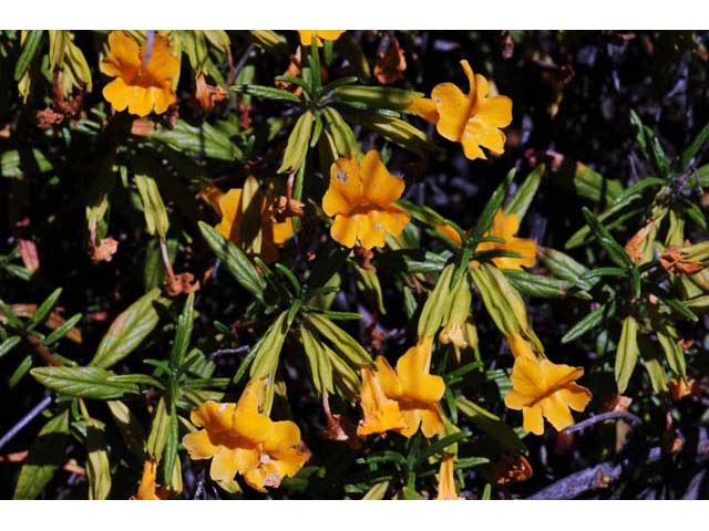 Diplacus aurantiacus ssp. aurantiacus (Orange bush monkeyflower) #70418