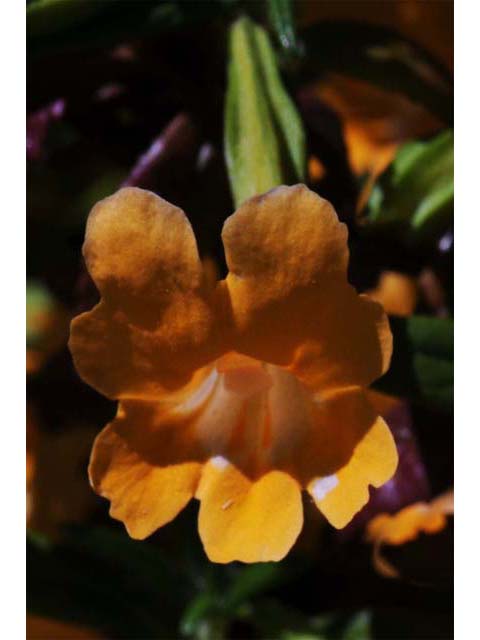 Diplacus aurantiacus ssp. aurantiacus (Orange bush monkeyflower) #70420