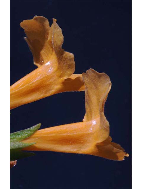 Diplacus aurantiacus ssp. aurantiacus (Orange bush monkeyflower) #70423