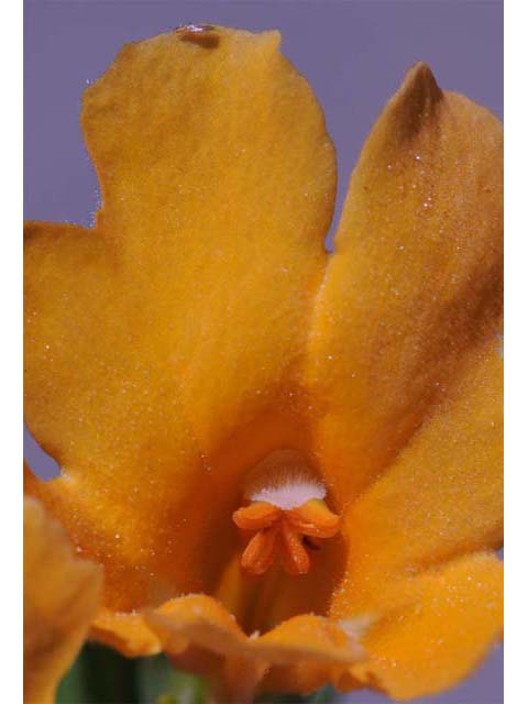 Diplacus aurantiacus ssp. aurantiacus (Orange bush monkeyflower) #70426