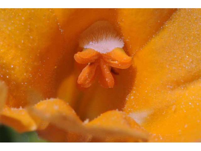 Diplacus aurantiacus ssp. aurantiacus (Orange bush monkeyflower) #70427