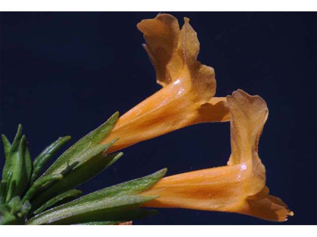 Diplacus aurantiacus (Orange bush monkeyflower) #70443