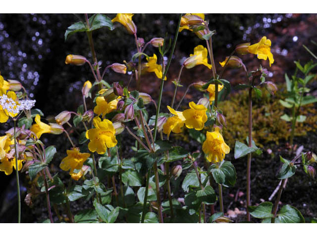 Mimulus guttatus (Yellow monkeyflower) #70451