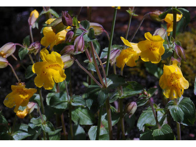 Mimulus guttatus (Yellow monkeyflower) #70453