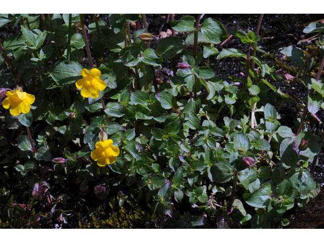 Mimulus guttatus (Yellow monkeyflower) #70454