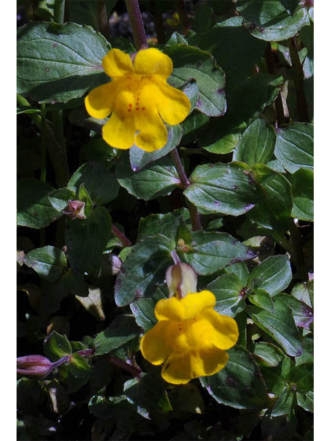 Mimulus guttatus (Yellow monkeyflower) #70455