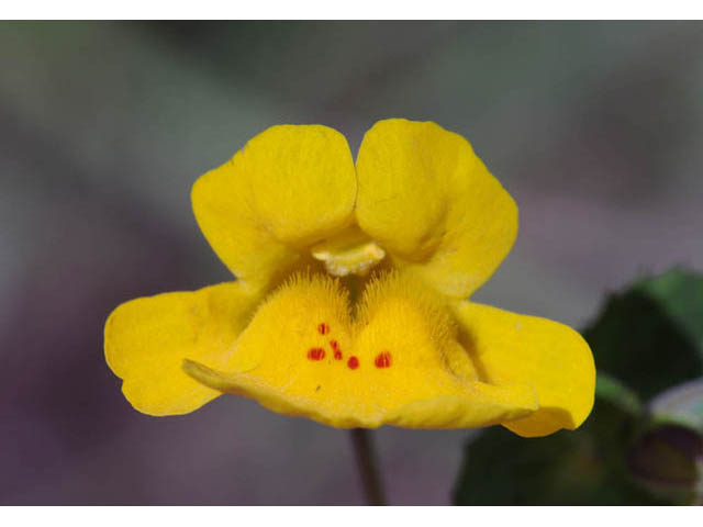 Mimulus guttatus (Yellow monkeyflower) #70457