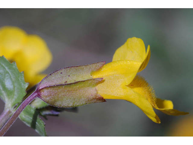 Mimulus guttatus (Yellow monkeyflower) #70459