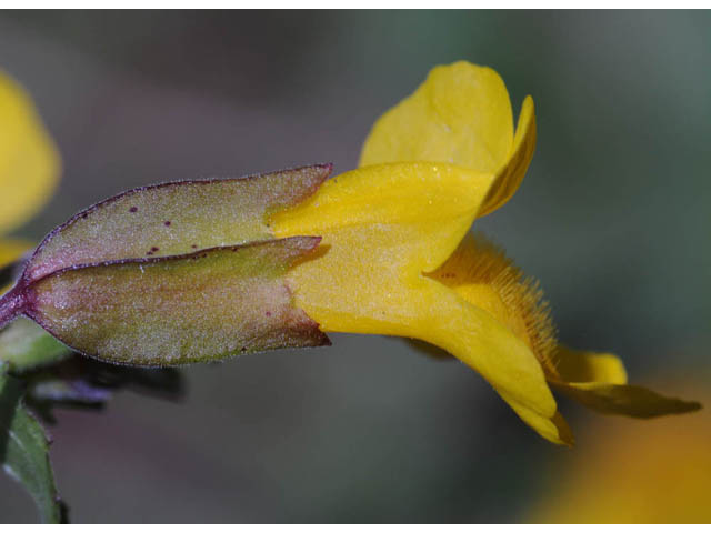 Mimulus guttatus (Yellow monkeyflower) #70460