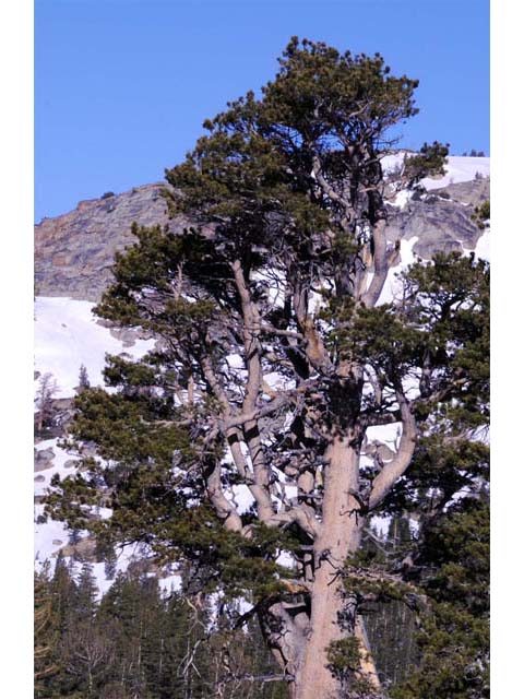 Pinus albicaulis (Whitebark pine) #70489