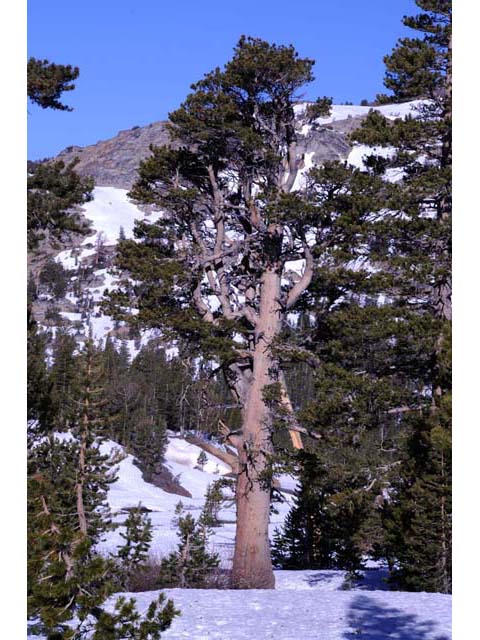 Pinus albicaulis (Whitebark pine) #70490
