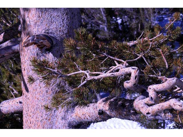 Pinus albicaulis (Whitebark pine) #70491