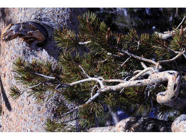 Pinus albicaulis (Whitebark pine) #70492