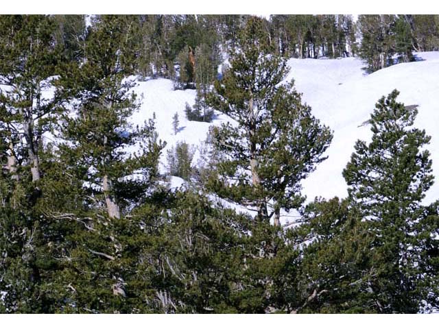 Pinus albicaulis (Whitebark pine) #70494