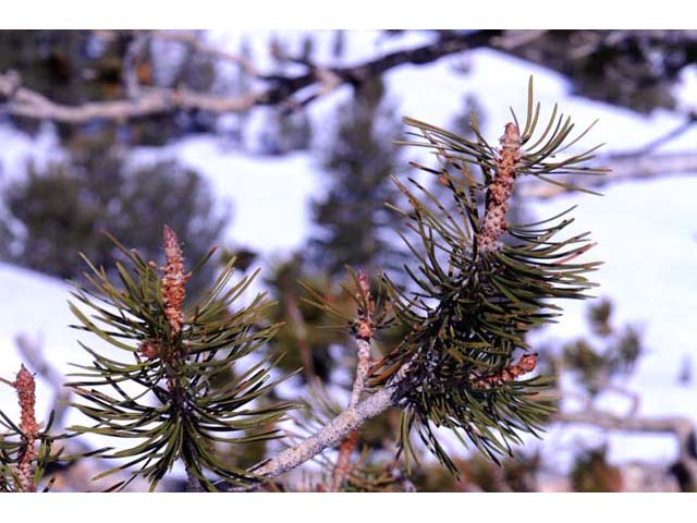 Pinus albicaulis (Whitebark pine) #70495