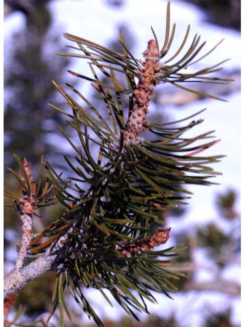 Pinus albicaulis (Whitebark pine) #70496
