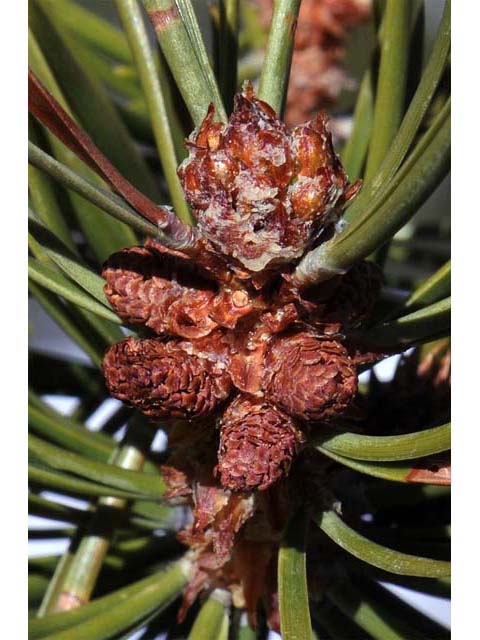 Pinus albicaulis (Whitebark pine) #70497