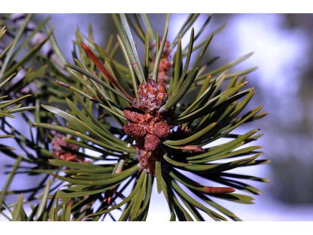 Pinus albicaulis (Whitebark pine) #70498