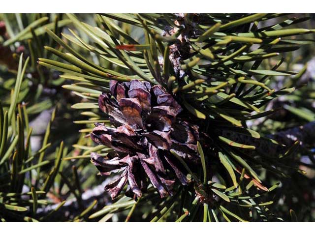 Pinus albicaulis (Whitebark pine) #70500
