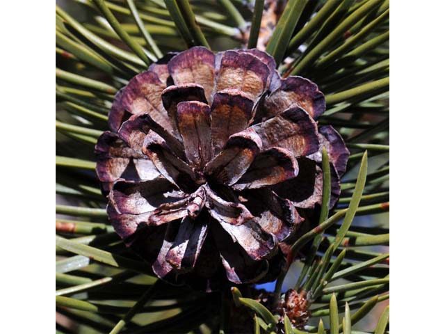 Pinus albicaulis (Whitebark pine) #70502