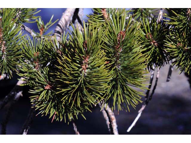 Pinus albicaulis (Whitebark pine) #70503