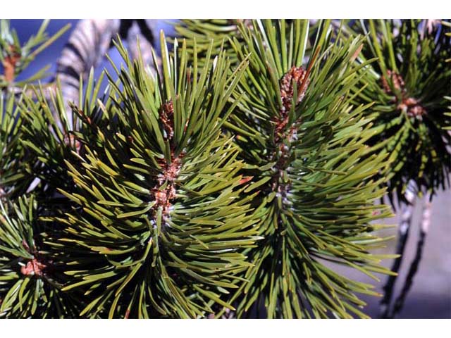 Pinus albicaulis (Whitebark pine) #70504