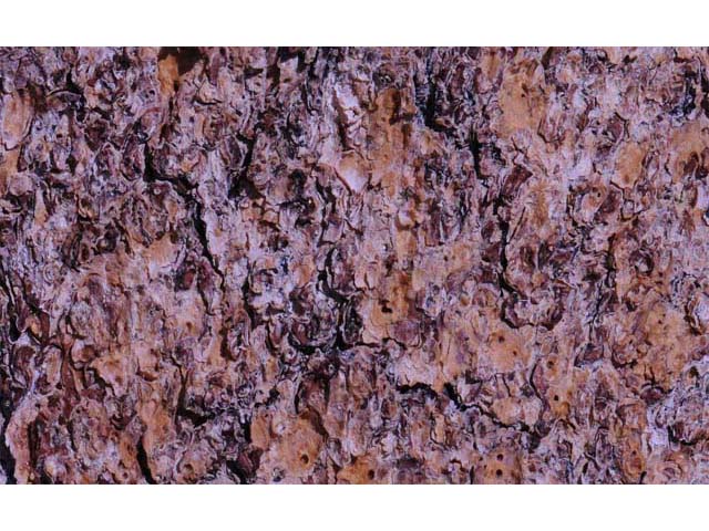 Pinus albicaulis (Whitebark pine) #70509