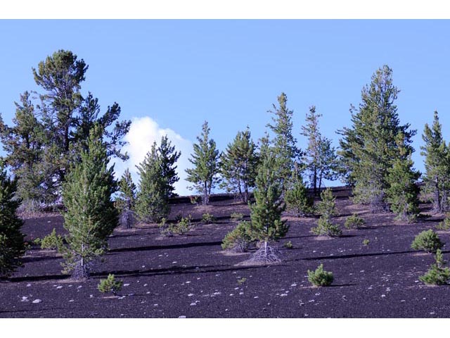 Pinus flexilis (Limber pine) #70510
