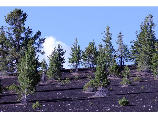 Pinus flexilis (Limber pine) #70511