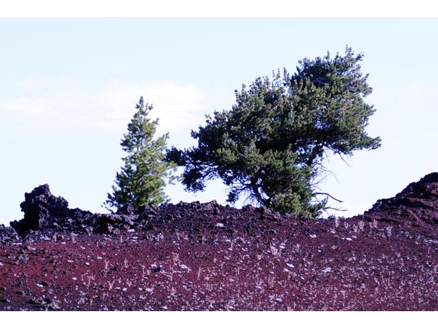 Pinus flexilis (Limber pine) #70513