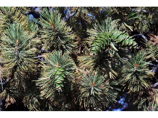 Pinus flexilis (Limber pine) #70516