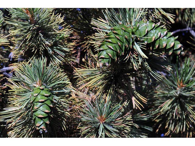 Pinus flexilis (Limber pine) #70517