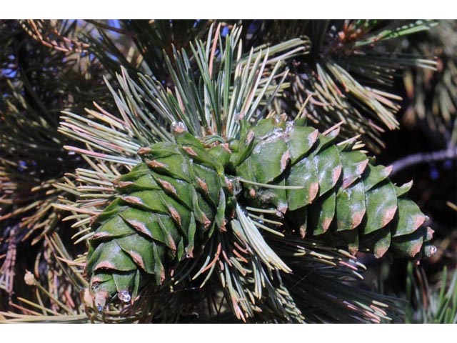 Pinus flexilis (Limber pine) #70518
