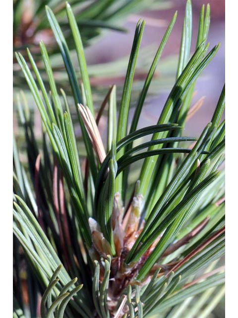 Pinus flexilis (Limber pine) #70520