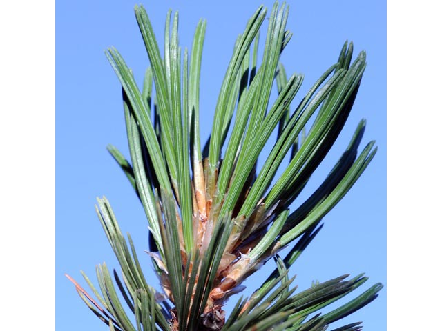 Pinus flexilis (Limber pine) #70521