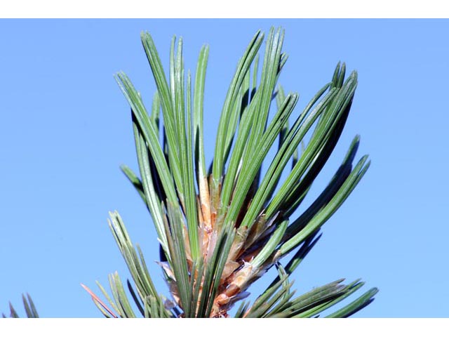 Pinus flexilis (Limber pine) #70522