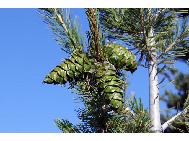 Pinus flexilis (Limber pine) #70523