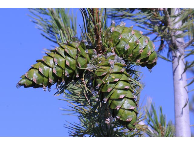 Pinus flexilis (Limber pine) #70524