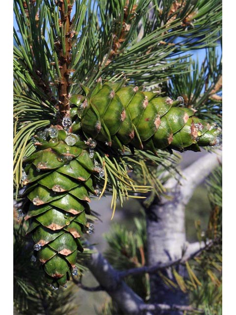 Pinus flexilis (Limber pine) #70526