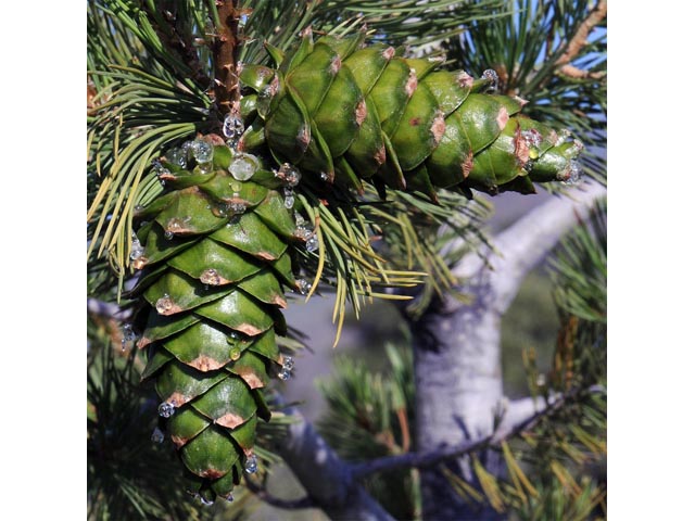 Pinus flexilis (Limber pine) #70527