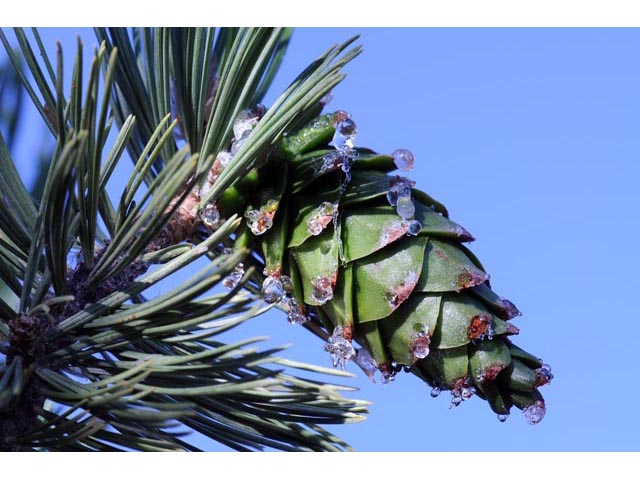 Pinus flexilis (Limber pine) #70528