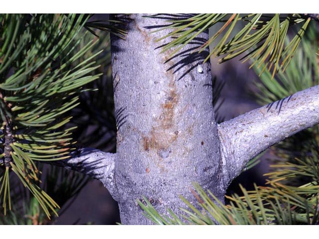 Pinus flexilis (Limber pine) #70530