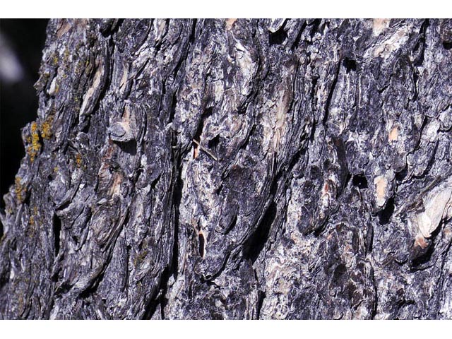Pinus flexilis (Limber pine) #70533