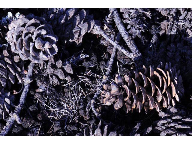 Pinus flexilis (Limber pine) #70535