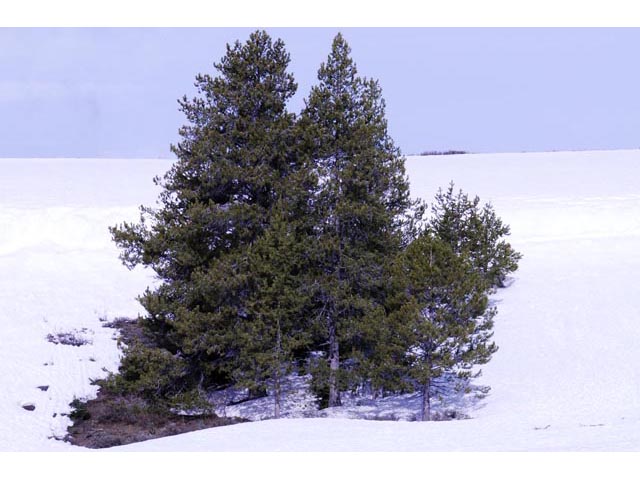 Pinus flexilis (Limber pine) #70536