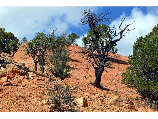 Pinus flexilis (Limber pine) #70537
